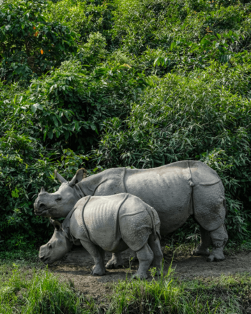 one horned rhino in  kaziranga