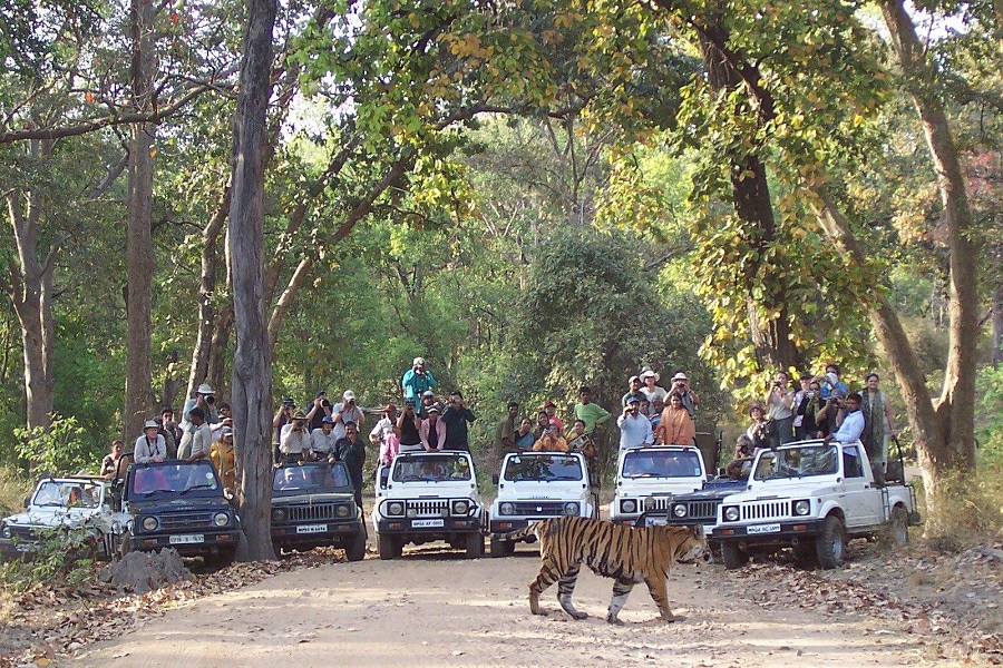 Tiger Safari Madhya Pradesh