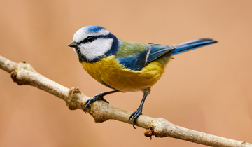 Bird Watching In Corbett National Park