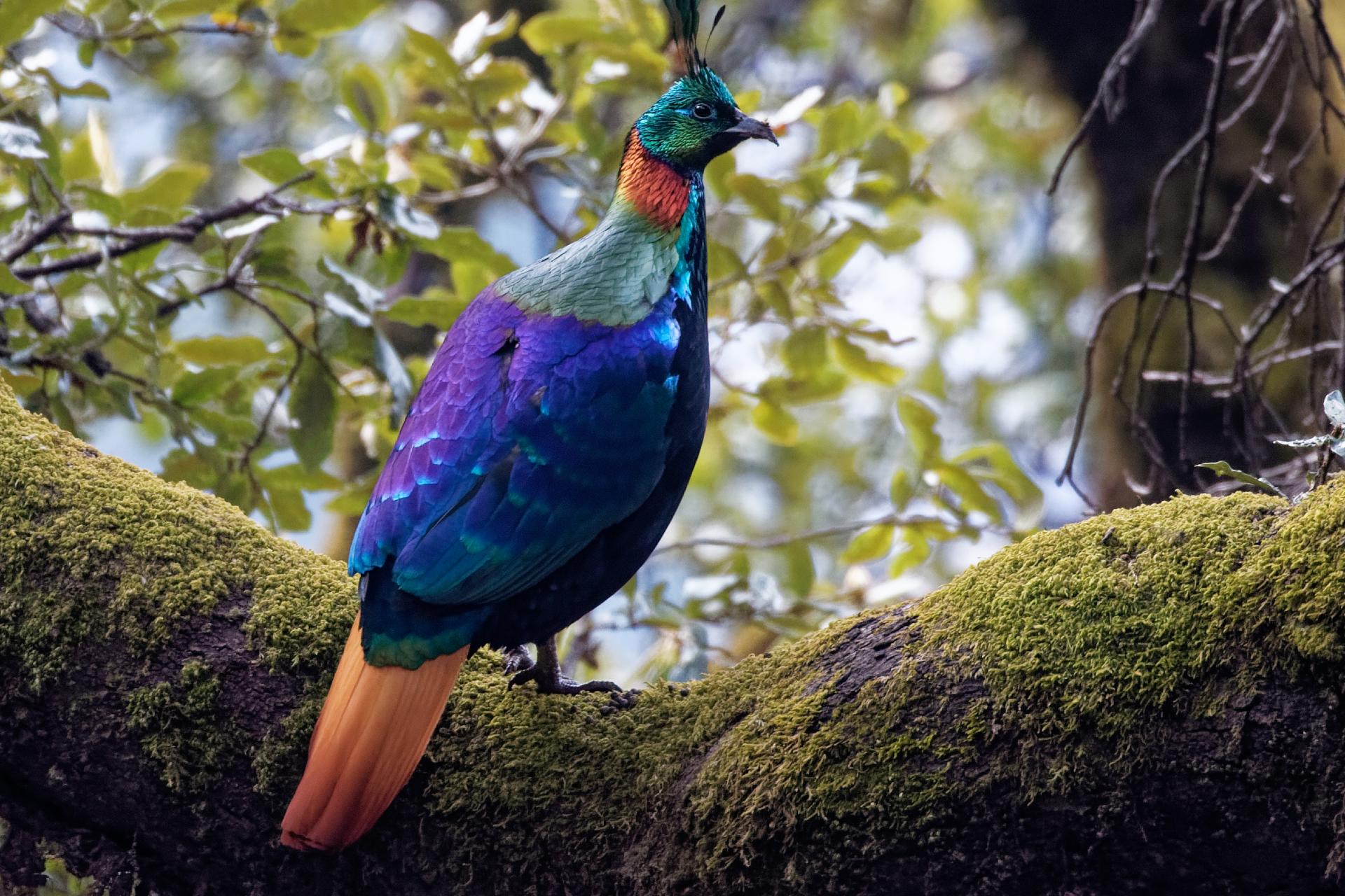 Bird Photography In Uttarakghand