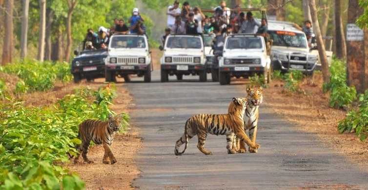 Jungle Safari In Jim Corbett Uttarakhand