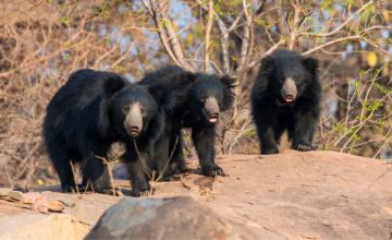 Panna National Park 