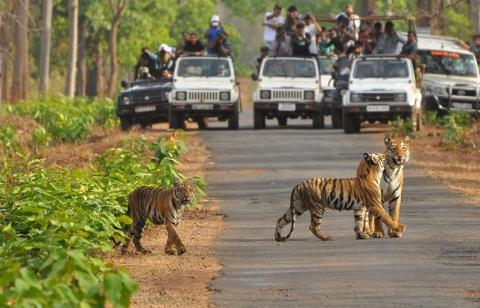 Tiger Safari Madhya Pradesh