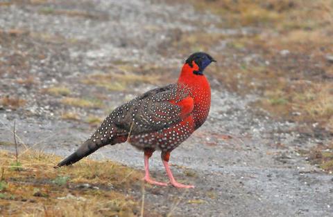 Bird Photography In Uttarakghand