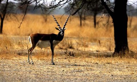 Wildlife Sanctuary Rajasthan