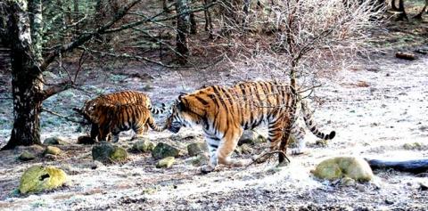Wildlife Tour Near Pushkar Rajasthan