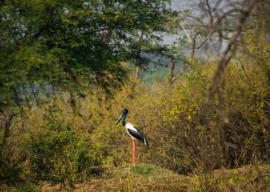 Black-necked stork female at keoladeo national park, india