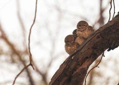 Spotted owlet in Bharatpur