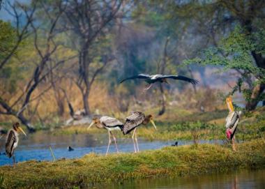 birdwatching in Bharatpur