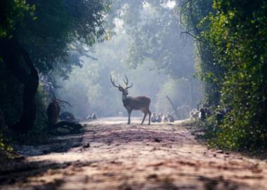 deer standing in forest,Keoladeo National Park,India