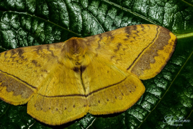 Golden Emperor Moth, Amboli