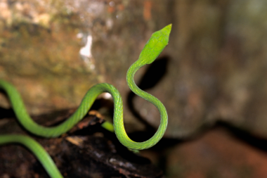 Vine Snake from Amboli Maharashtra