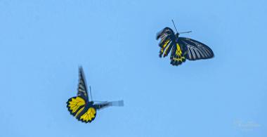 Southern Birdwing