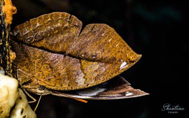 blue oakleaf