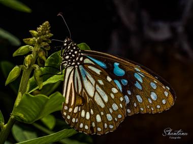 blue tiger butterfly