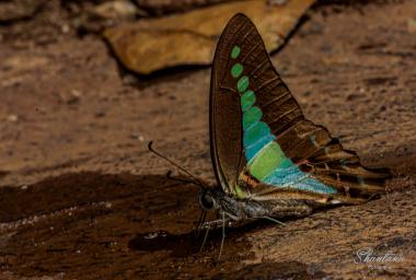 common bluebottle