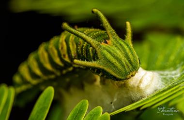 common nawab caterpillar