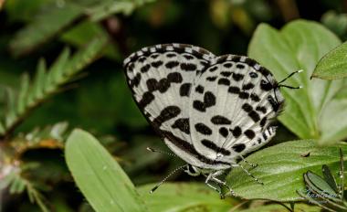 common pierrot