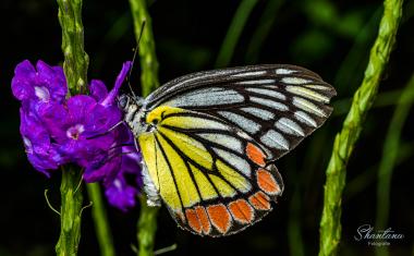 jezebel butterfly