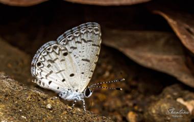 malayan- tungareshwar butterfly