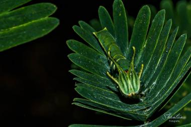 nawab caterpillar